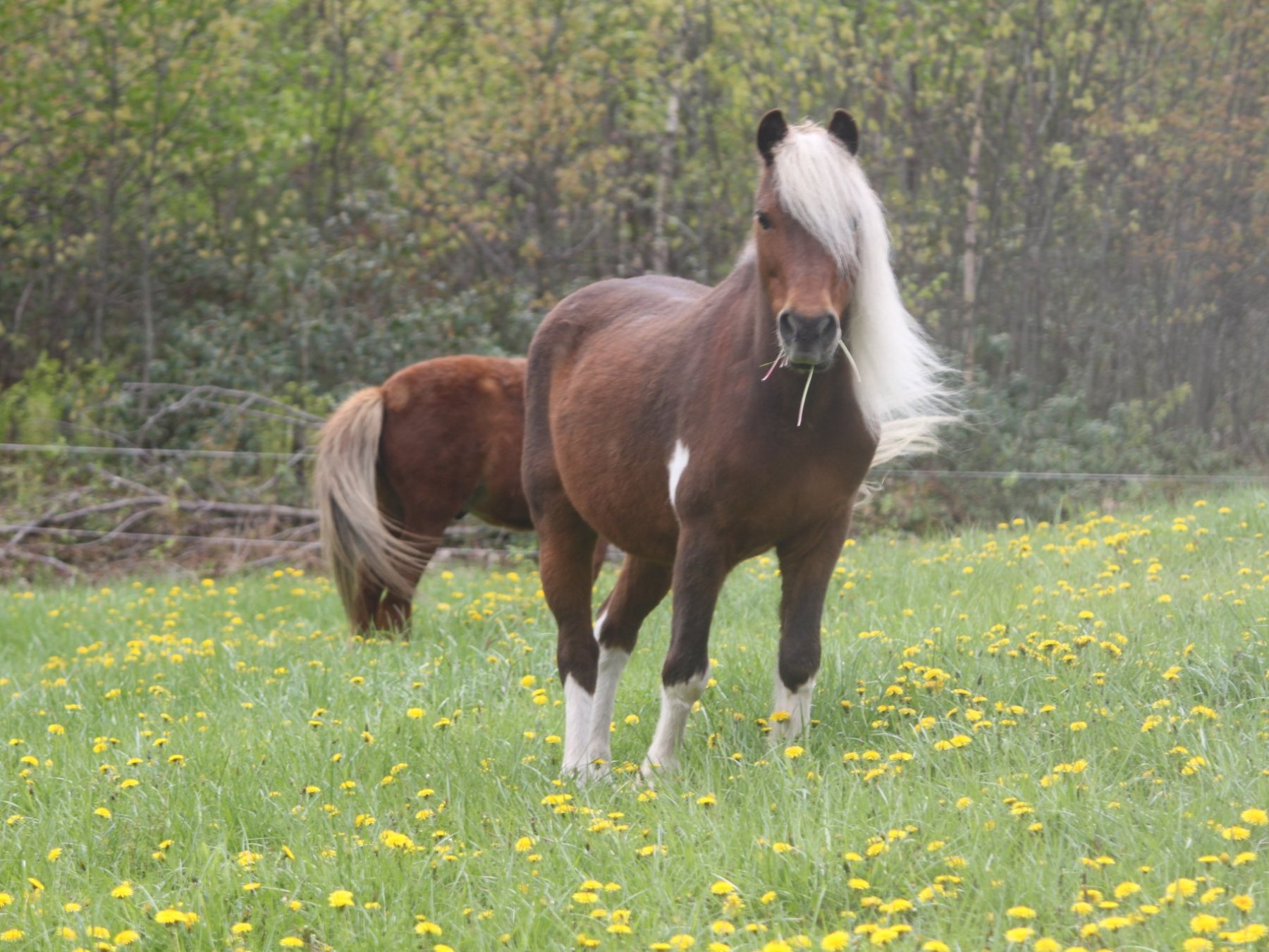 a brown horse standing on top of a grass covered field