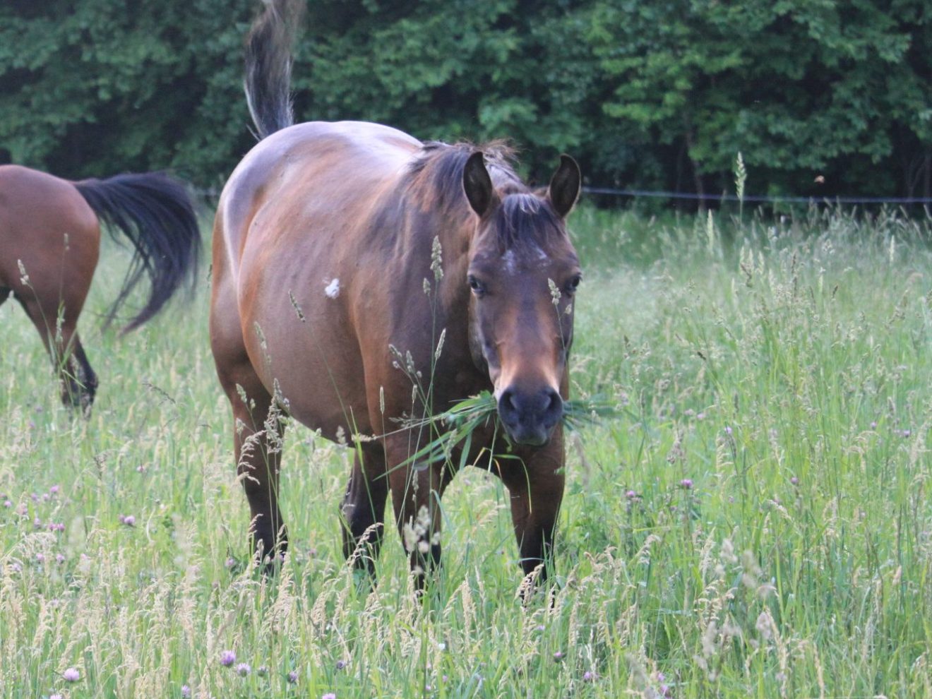 a brown horse standing on top of a lush green field