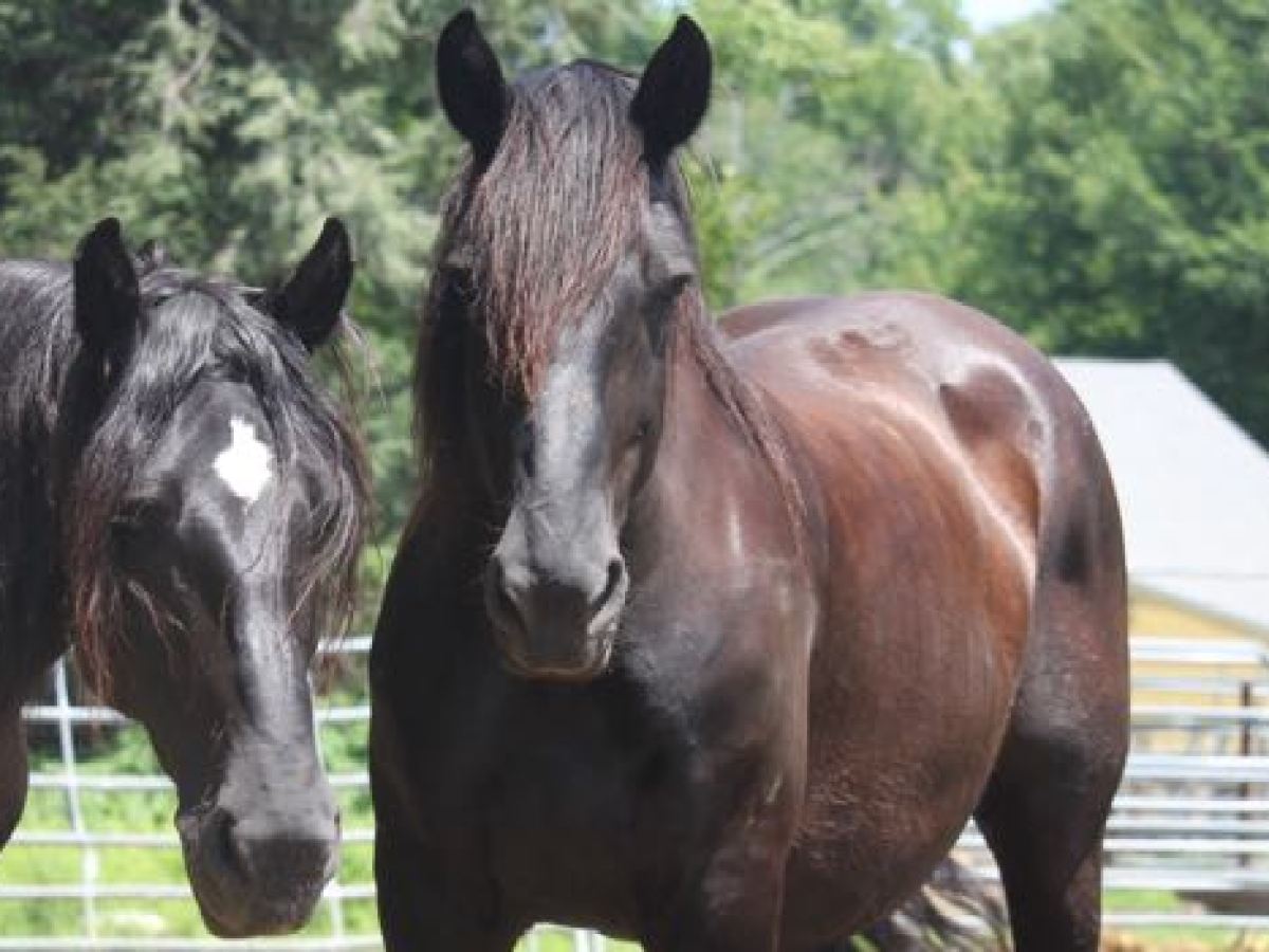 a close up of a brown horse standing next to a fence