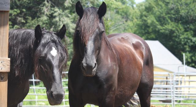 a close up of a brown horse standing next to a fence