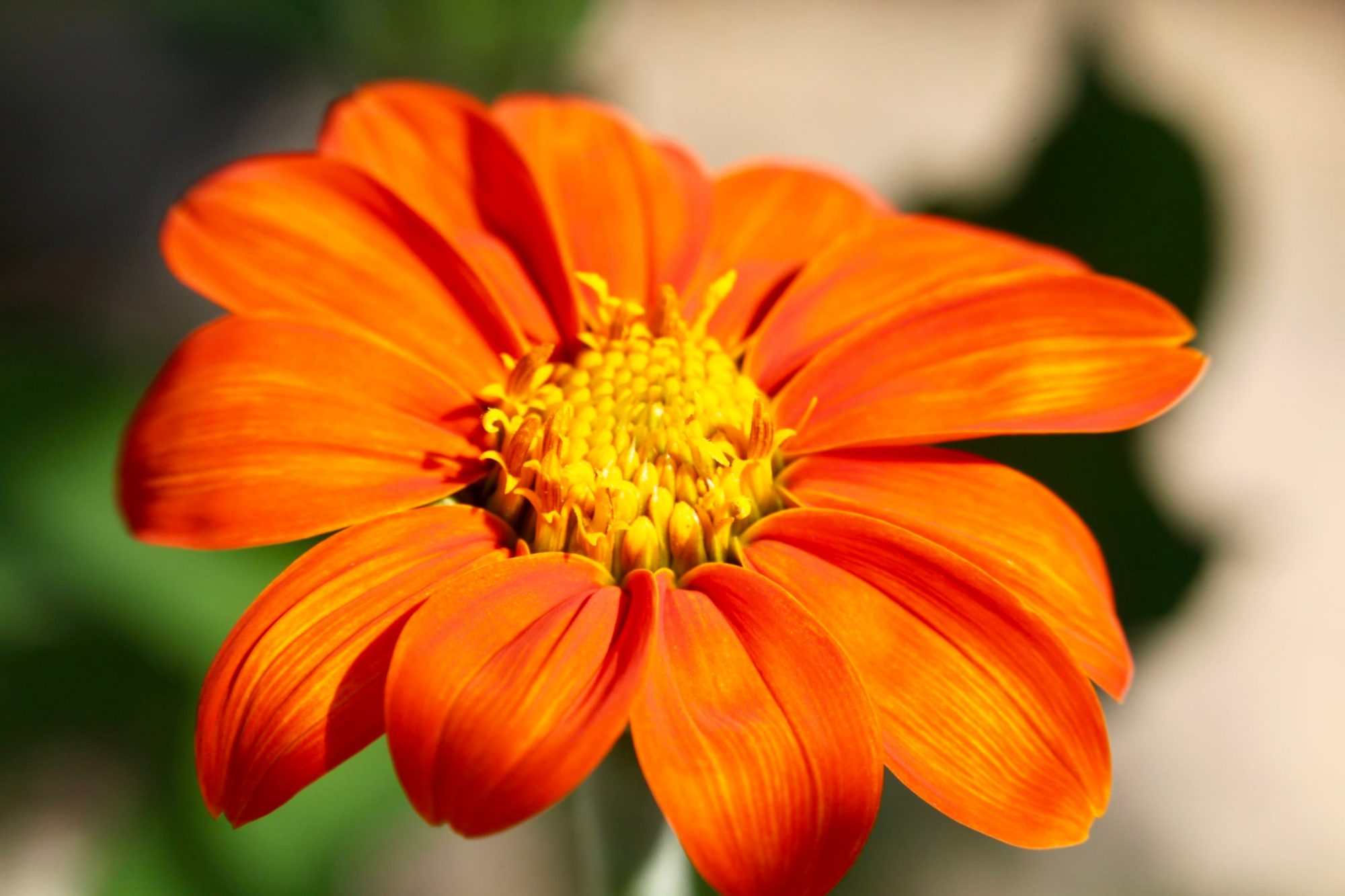 a close up of a flower