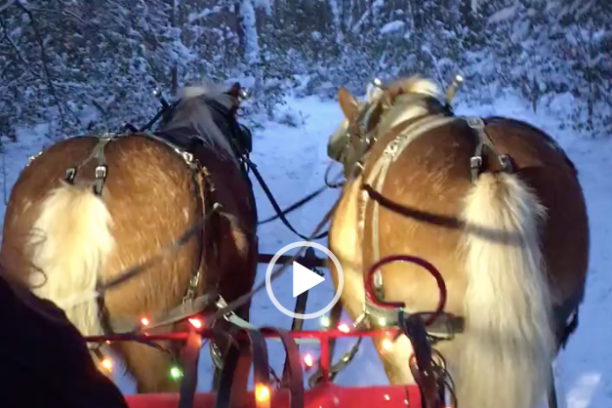horse drawn carriage in the snow