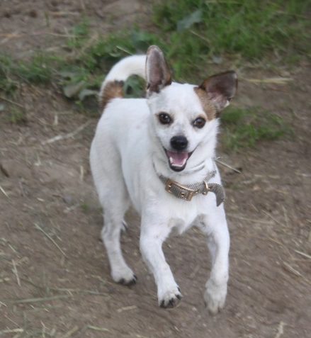 Jasper a small dog playing with a frisbee