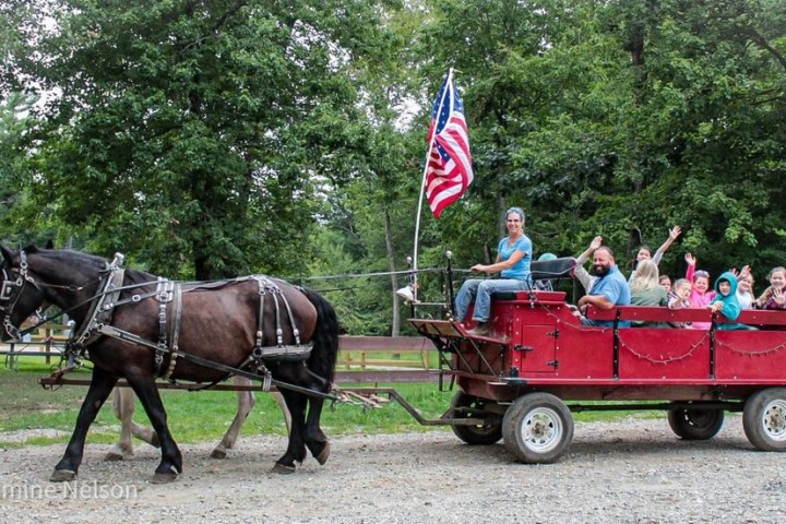 a man riding a horse drawn carriage