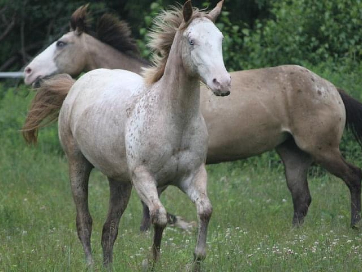 a group of sheep standing on top of a horse