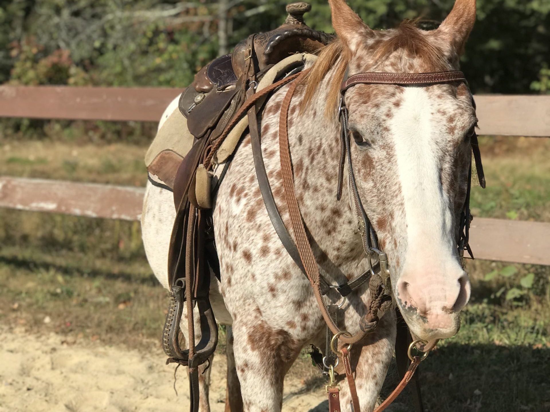 a brown horse standing on top of a dirt field