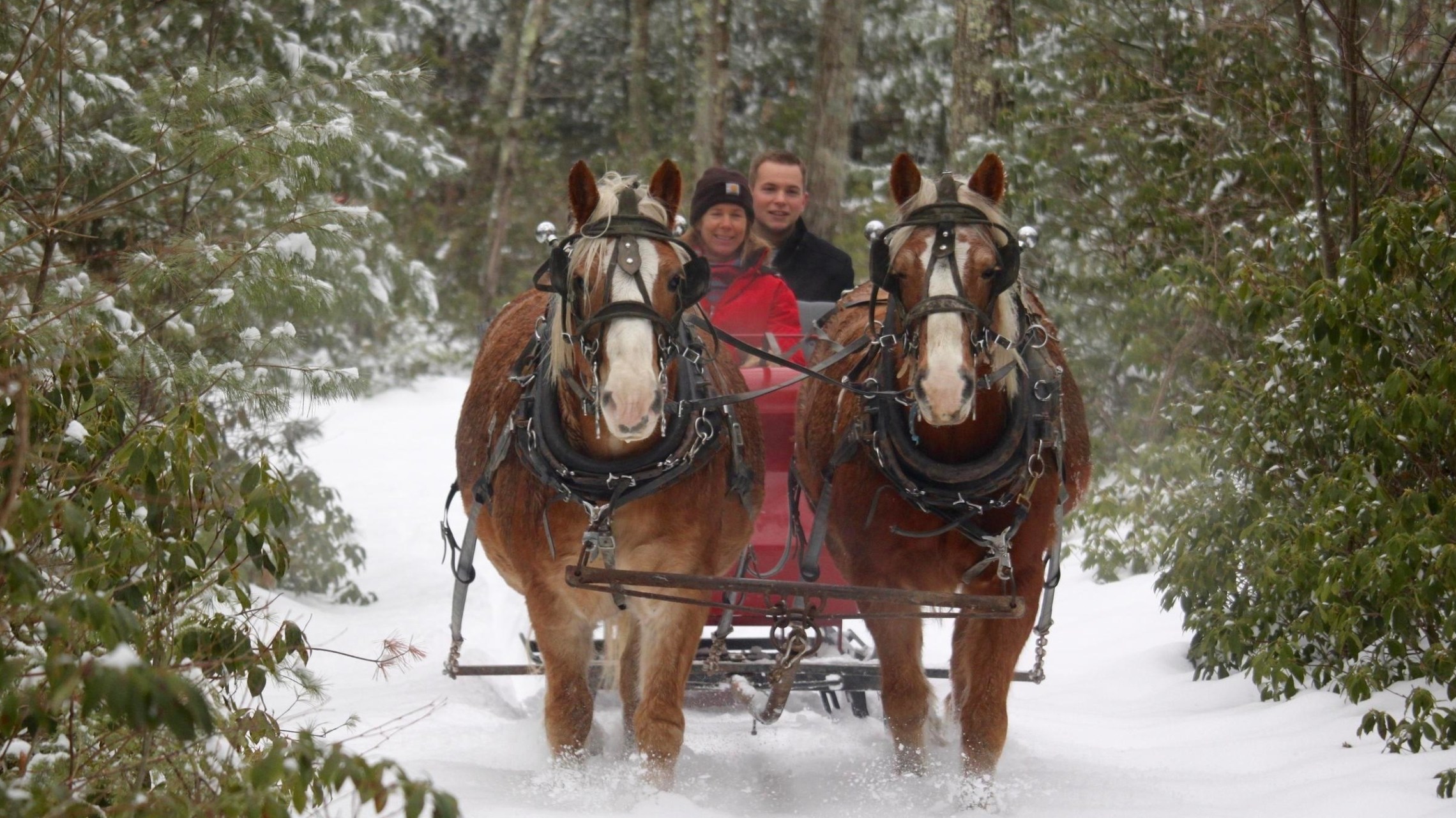 a man riding a horse drawn carriage