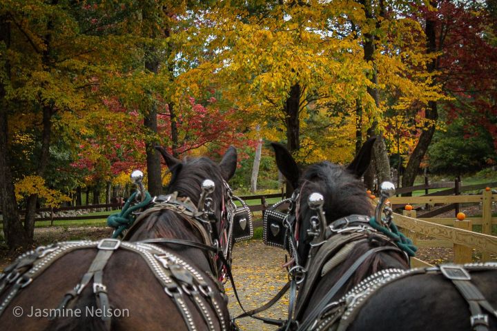 Driving horses at the Ranch