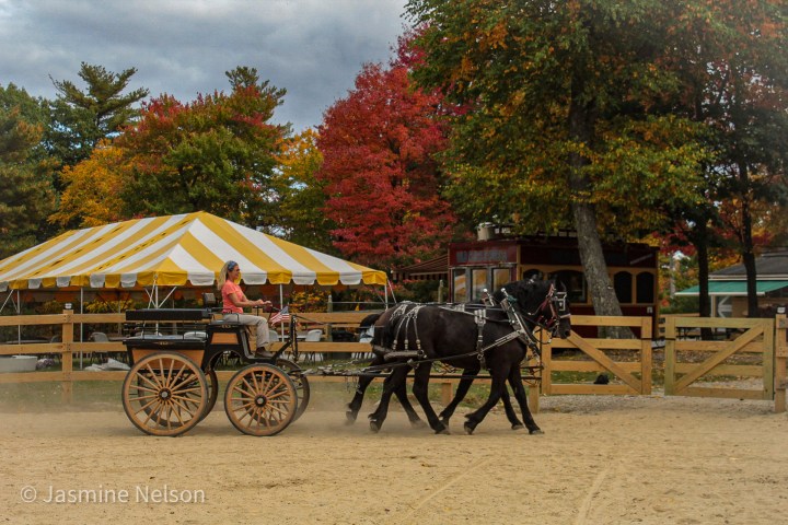 a man riding a horse drawn carriage