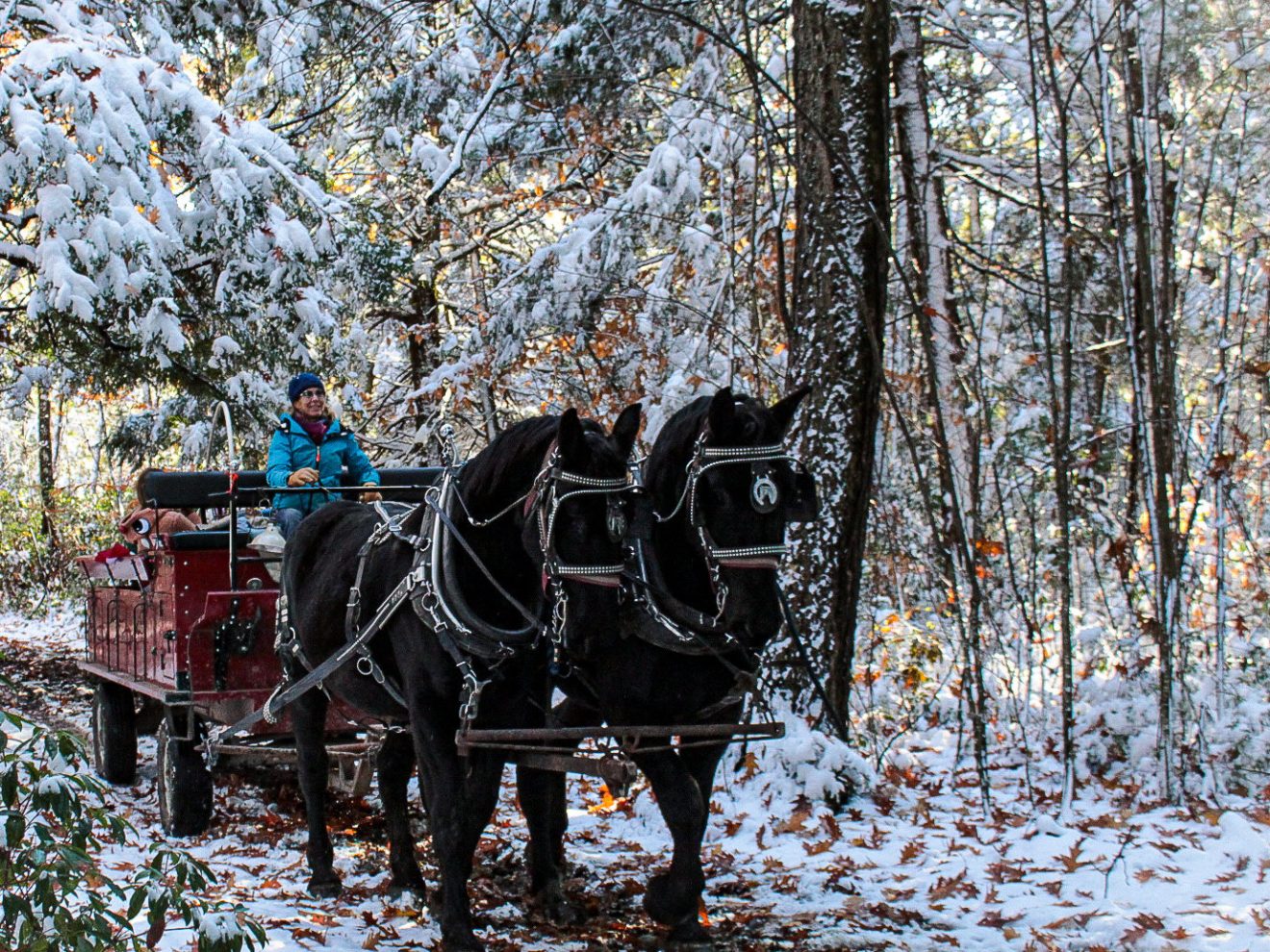 a close up of a horse drawn carriage