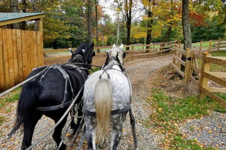 a horse pulling a carriage