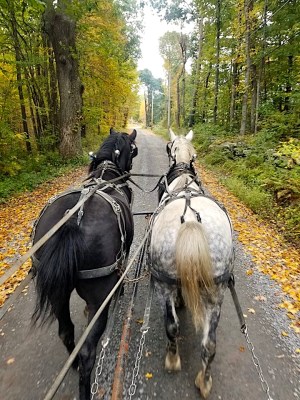 a person riding a horse on the side of a road