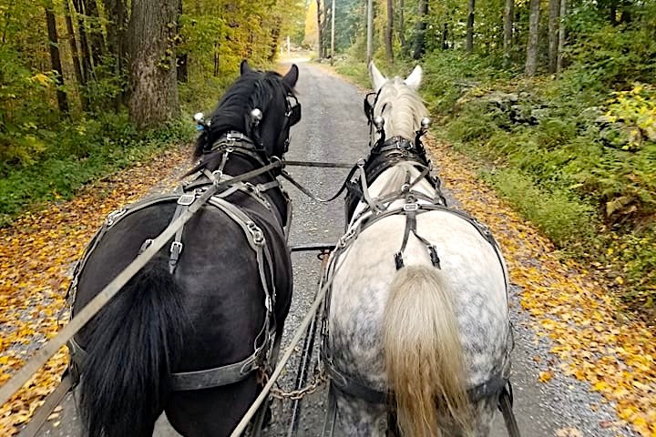 a person riding a horse on the side of a road