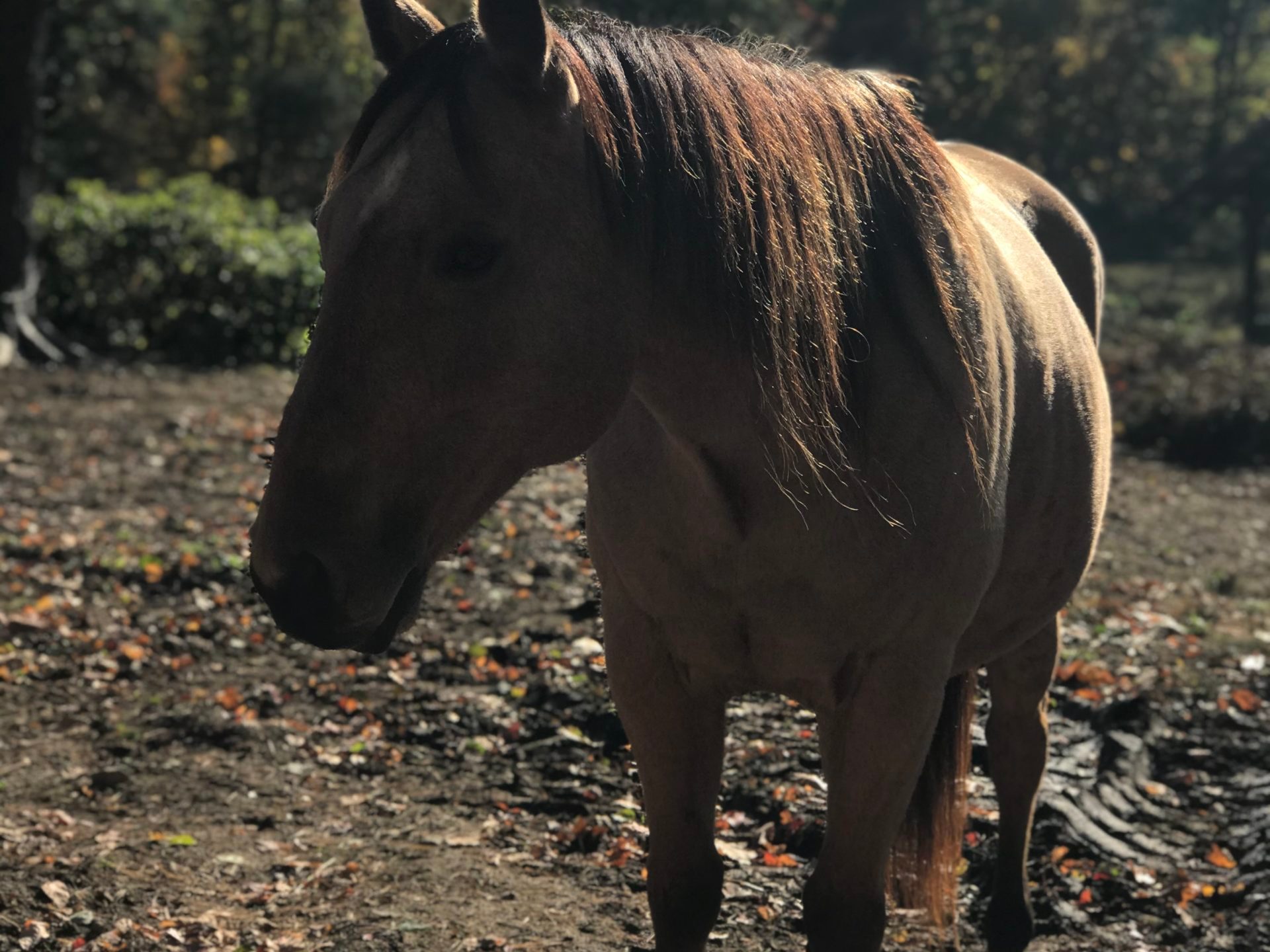 a brown horse standing on top of a dirt field