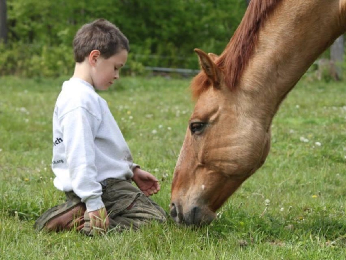 a brown horse standing on top of a grass covered field