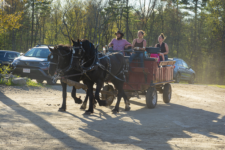 Driving a pair of Percheron horses