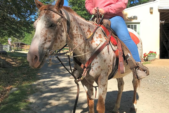 a person riding a horse