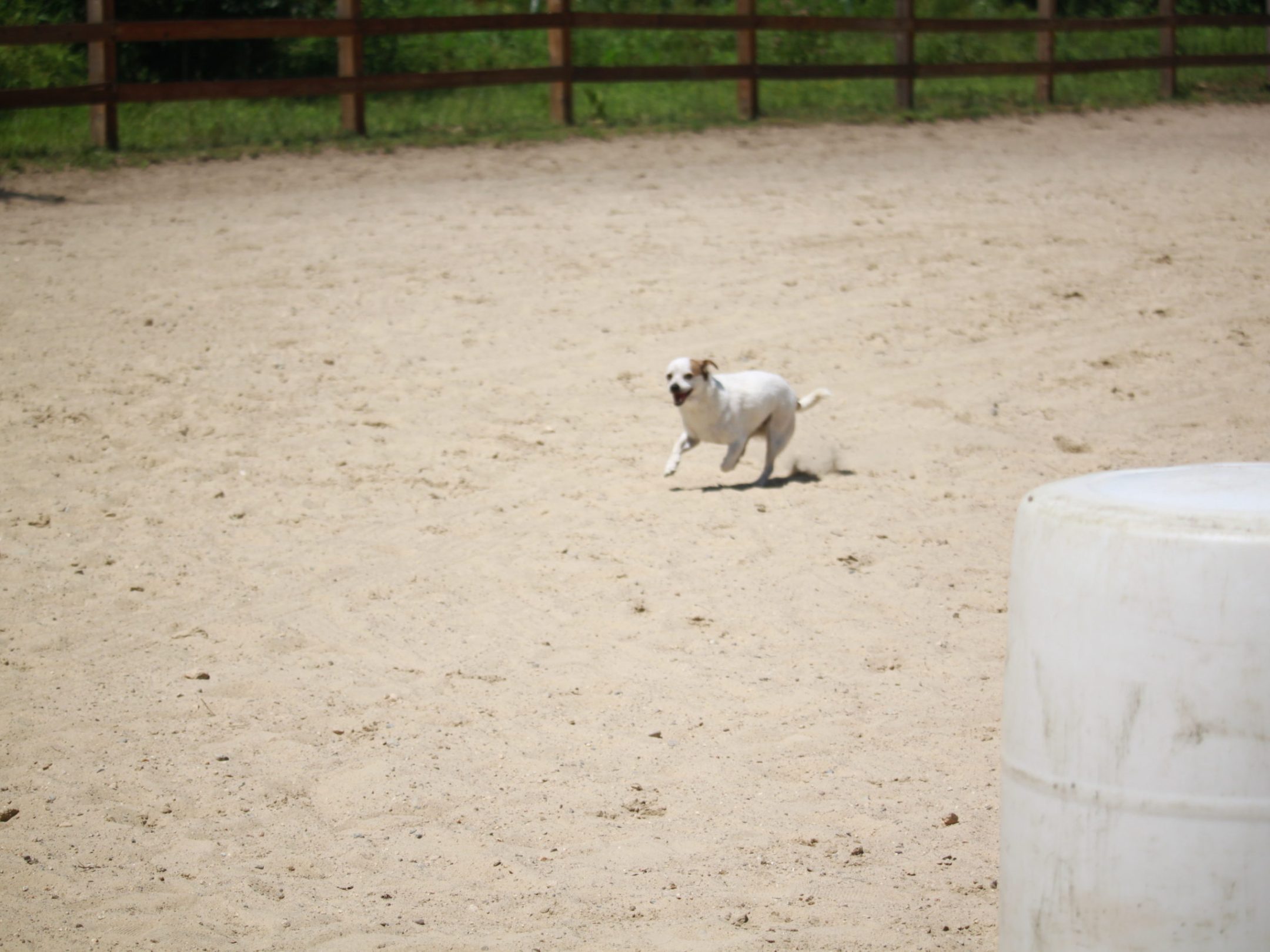 a polar bear standing on top of a dirt field