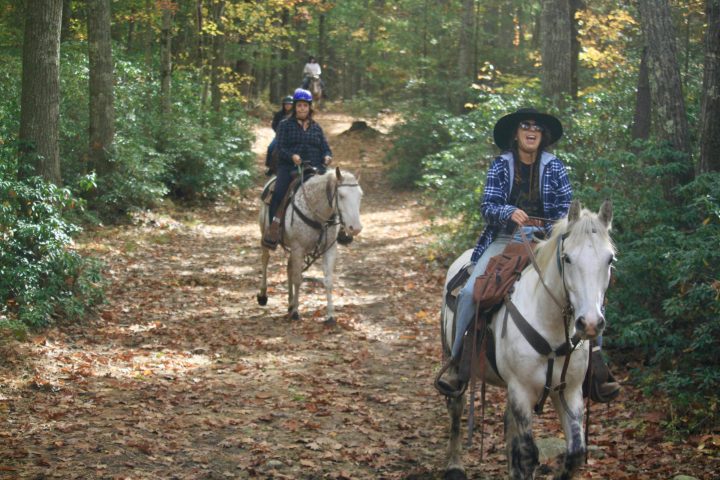 Riding horses in the woods