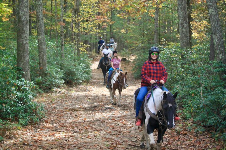 Riding horses thru the forest