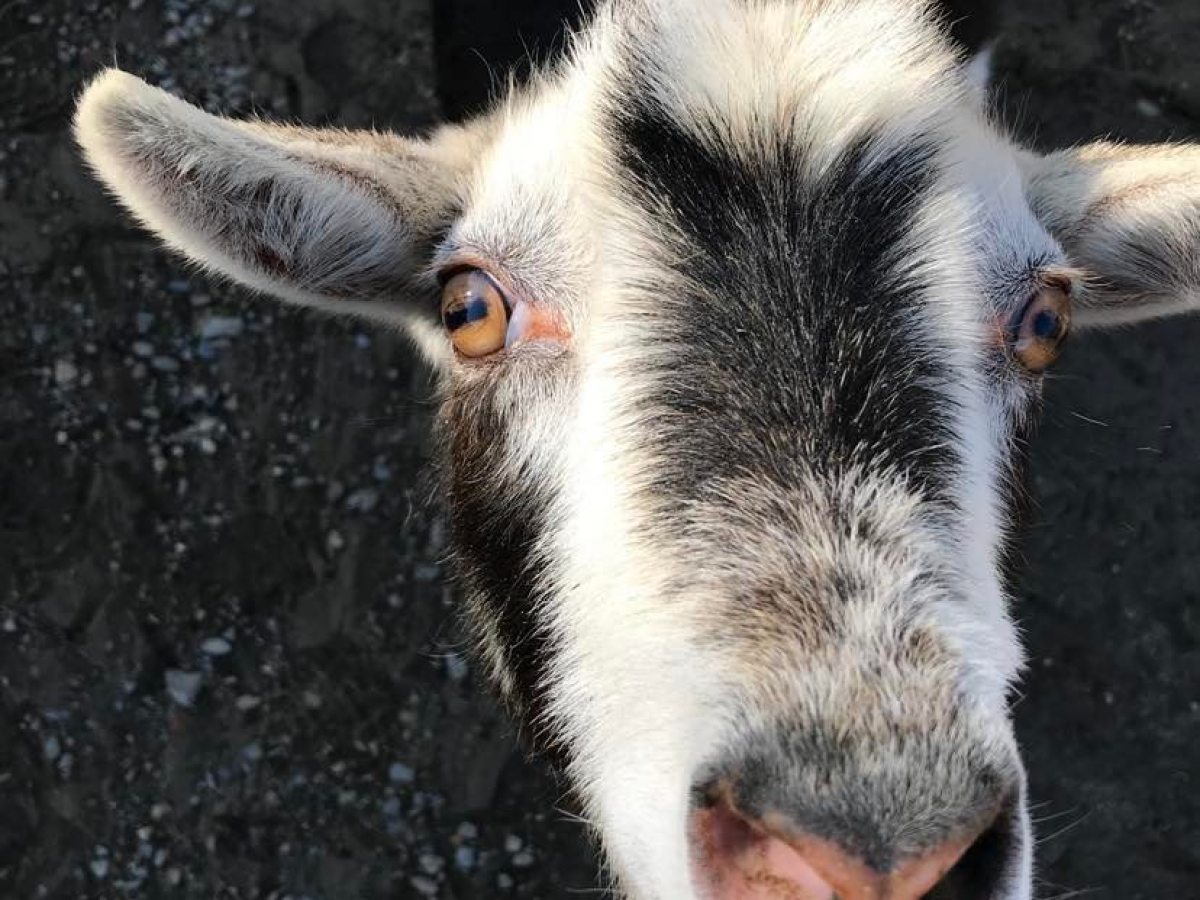 a close up of an animal