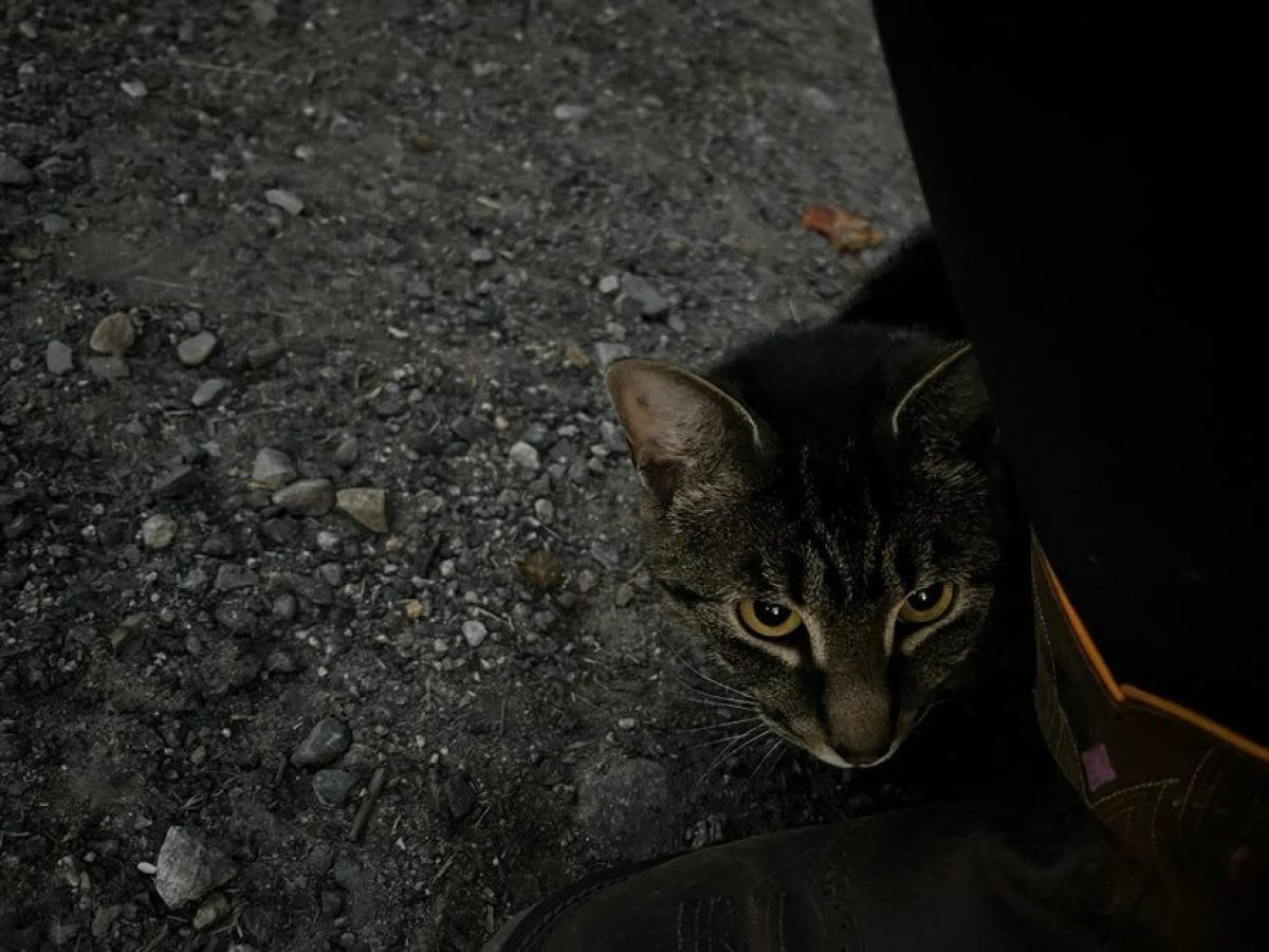 a cat lying on the ground
