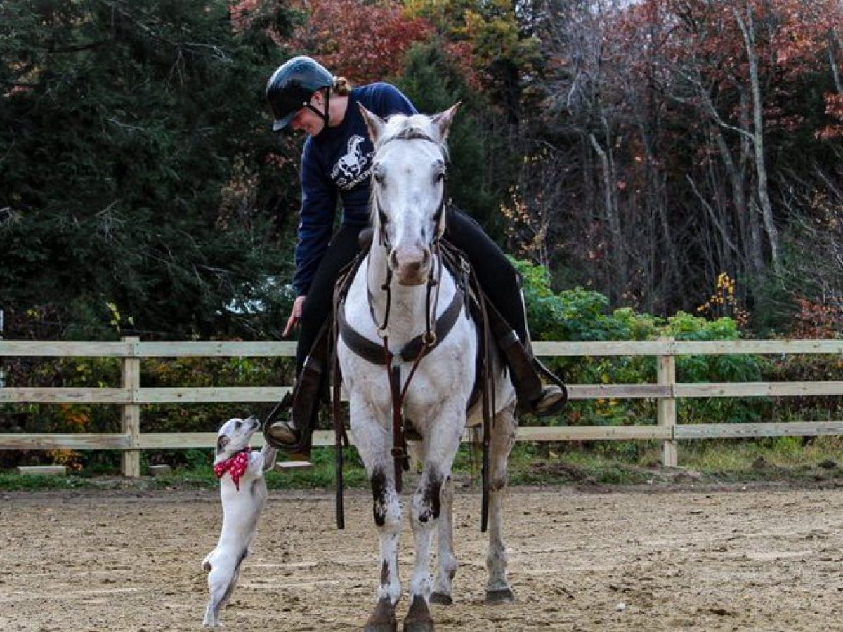 a person riding a horse