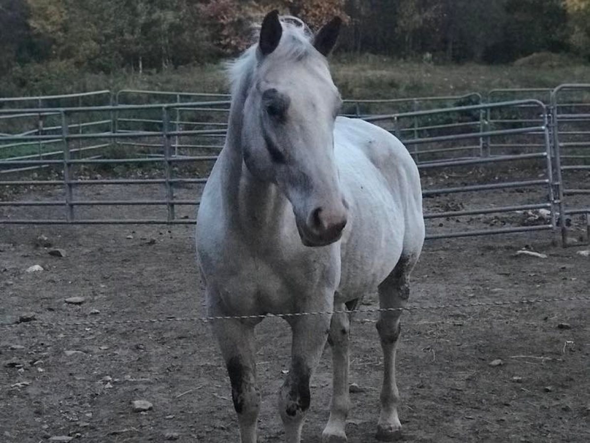 a brown horse standing next to a wire fence
