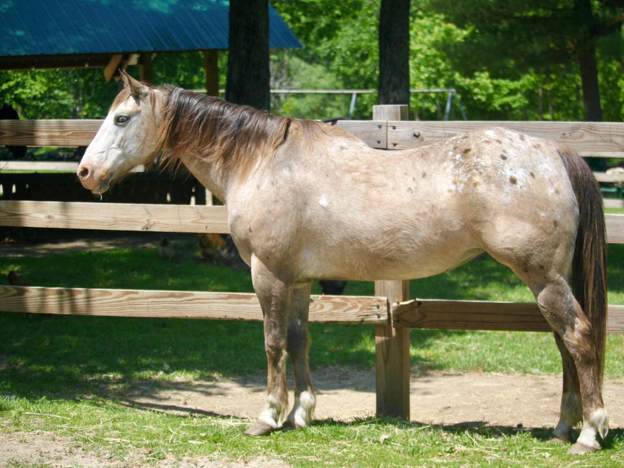 a brown horse standing on top of a wooden fence