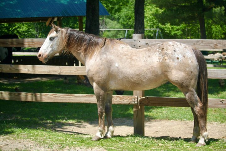 a brown horse standing on top of a wooden fence