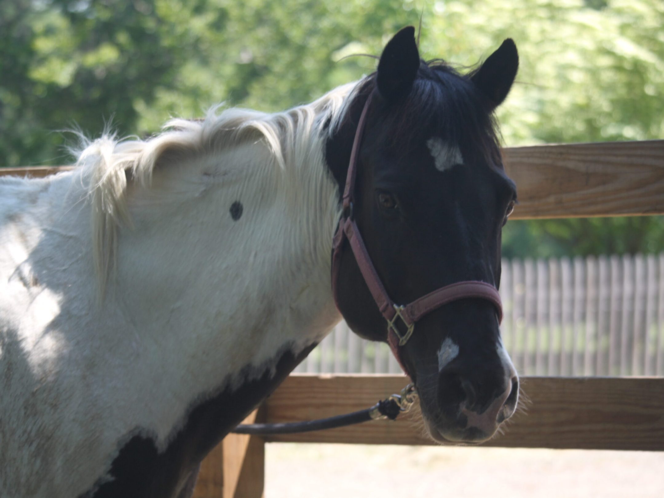 a horse standing on top of a wooden fence