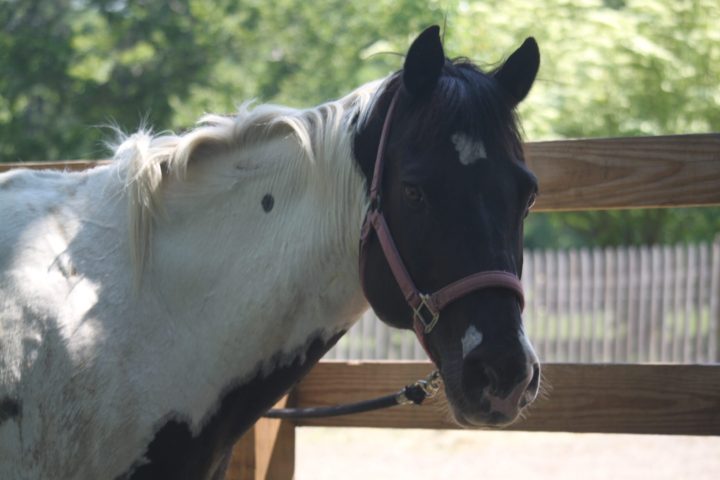 a horse standing on top of a wooden fence