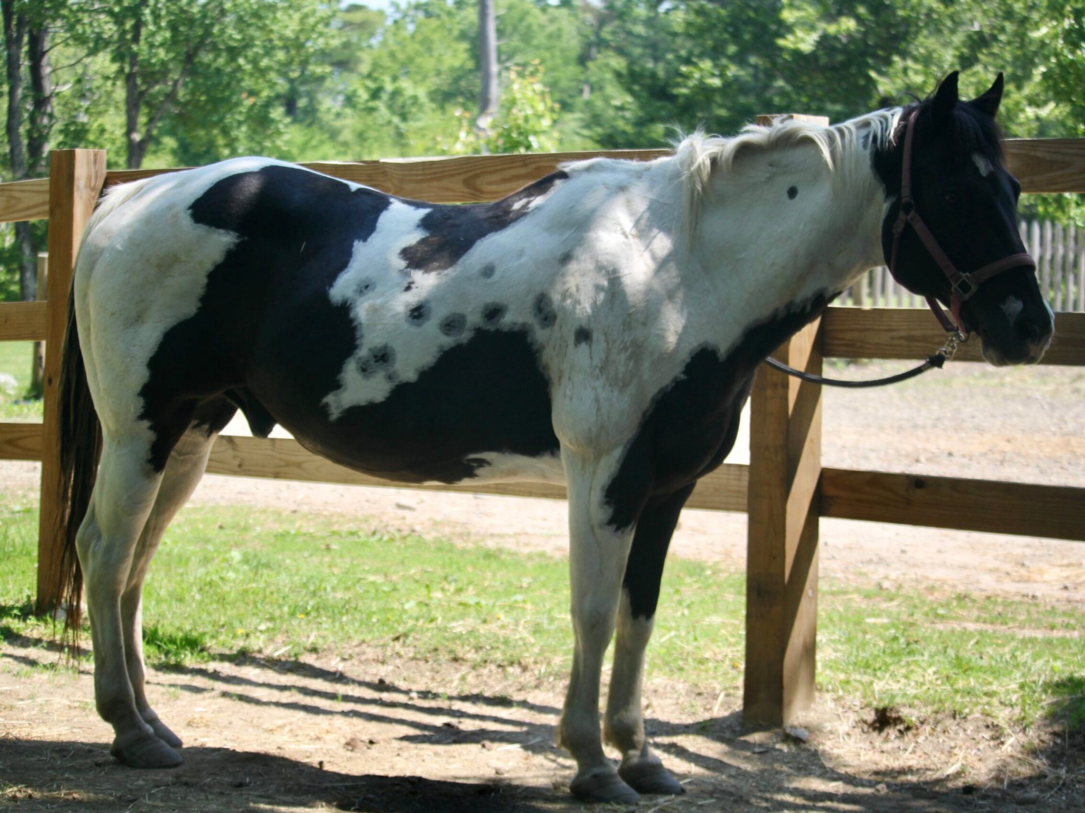a brown horse standing next to a fence