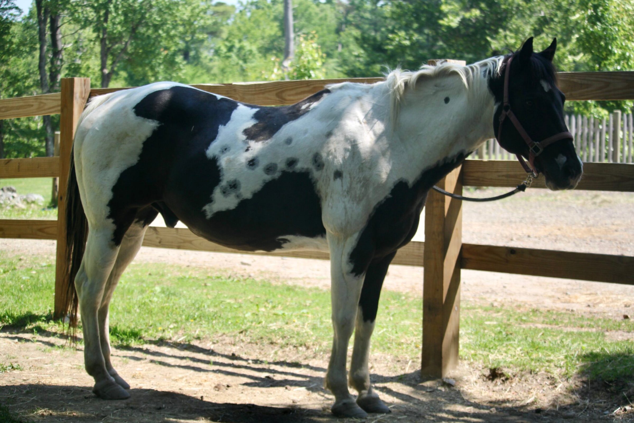 a brown horse standing next to a fence