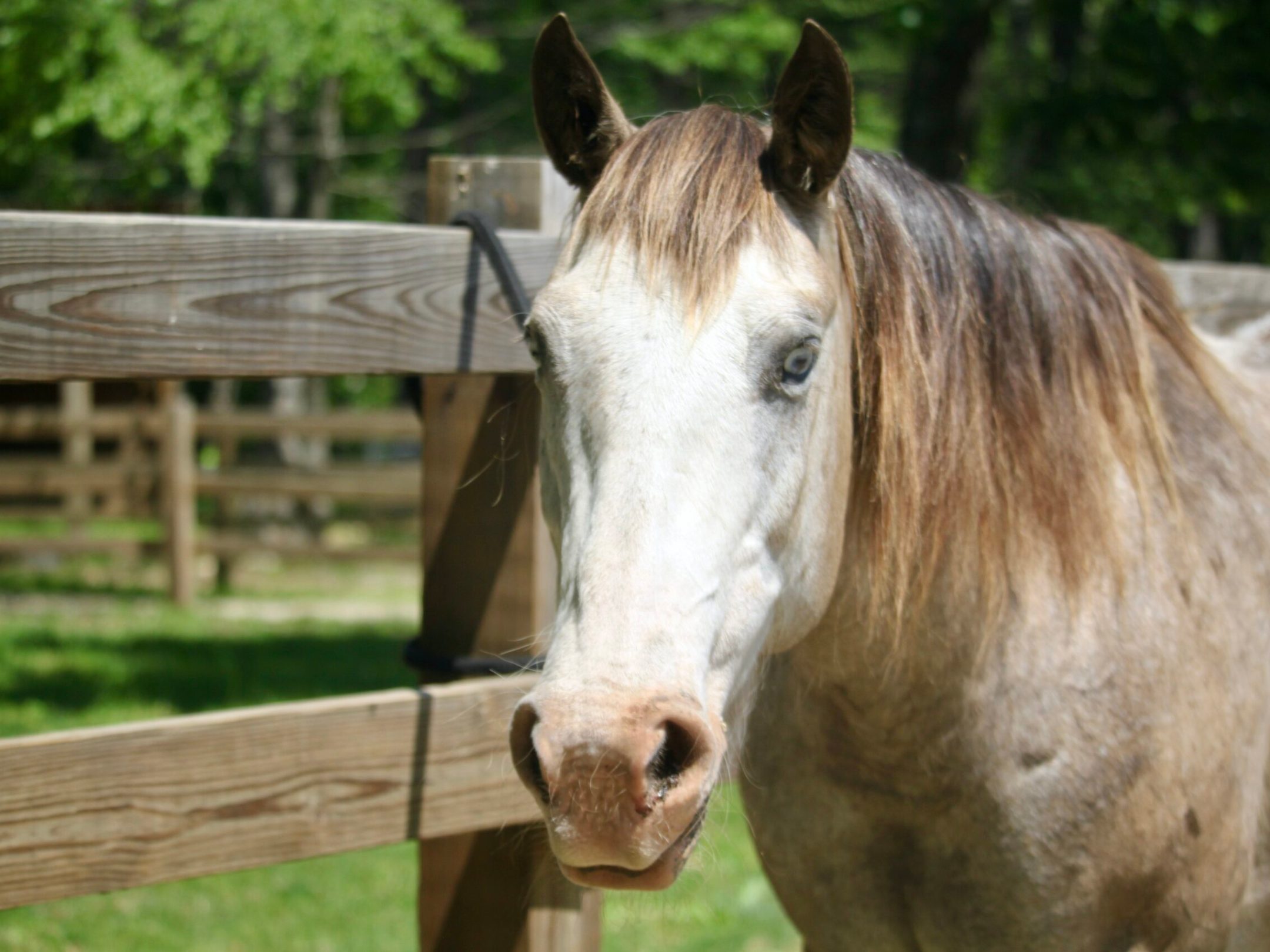 a close up of a brown horse standing on top of a wooden fence