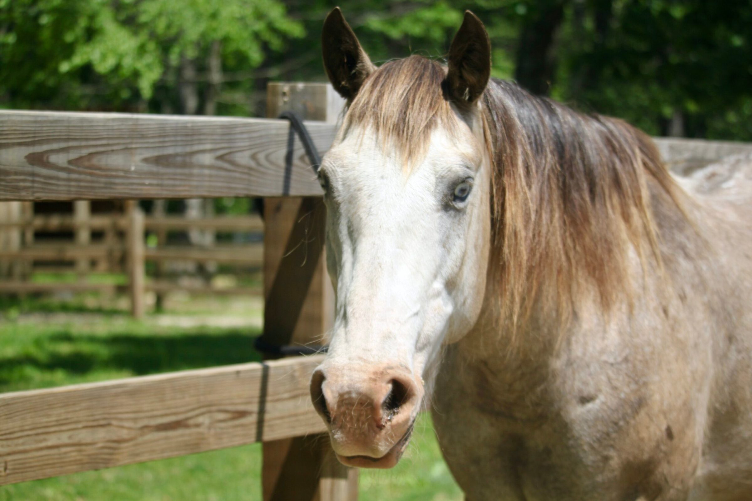 a close up of a brown horse standing on top of a wooden fence