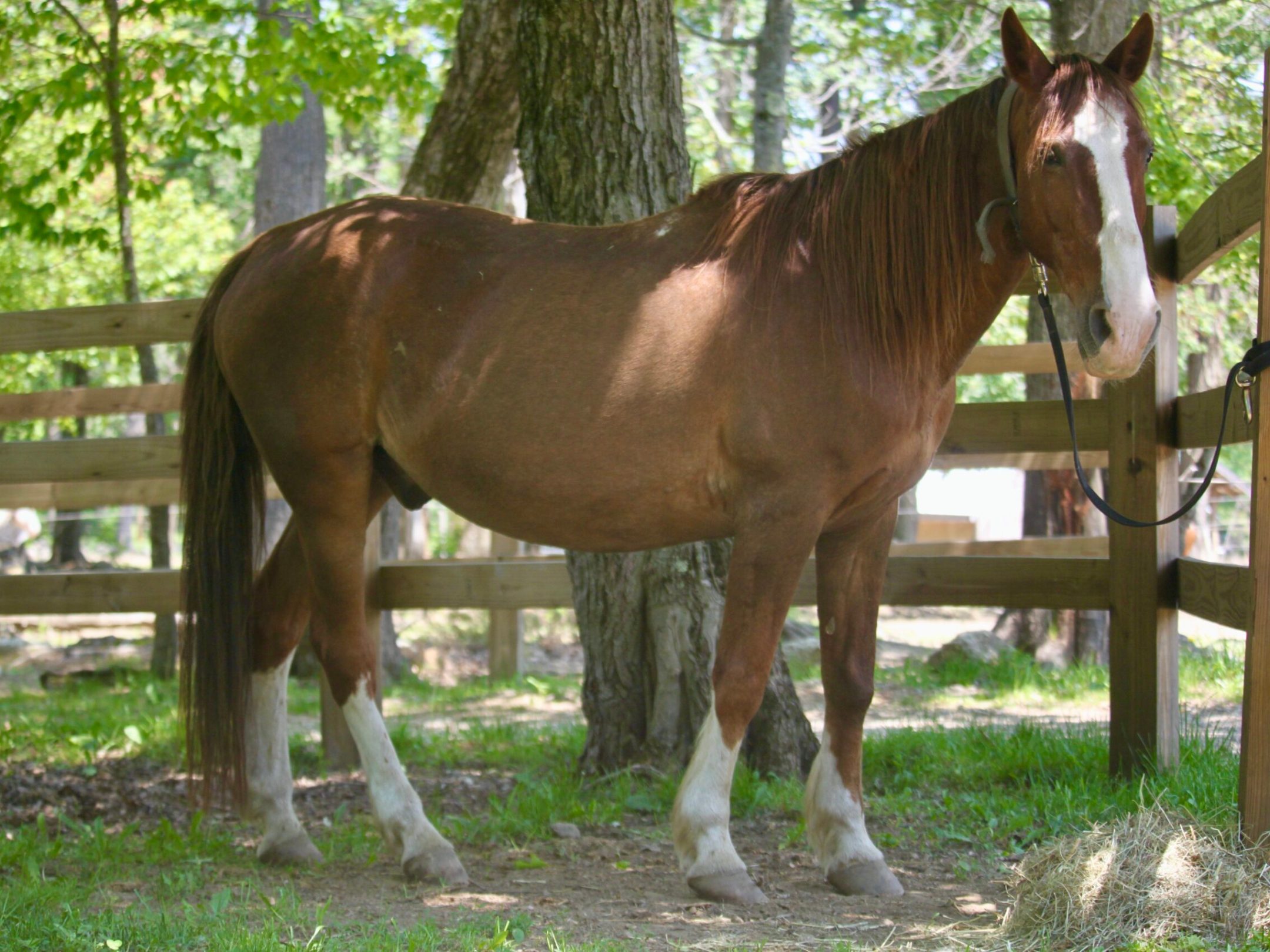 a brown horse standing next to a wire fence