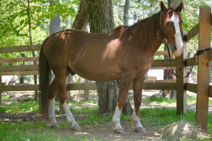 a brown horse standing next to a wire fence