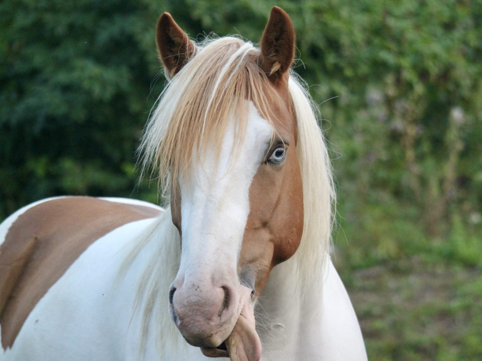 a close up of a horse