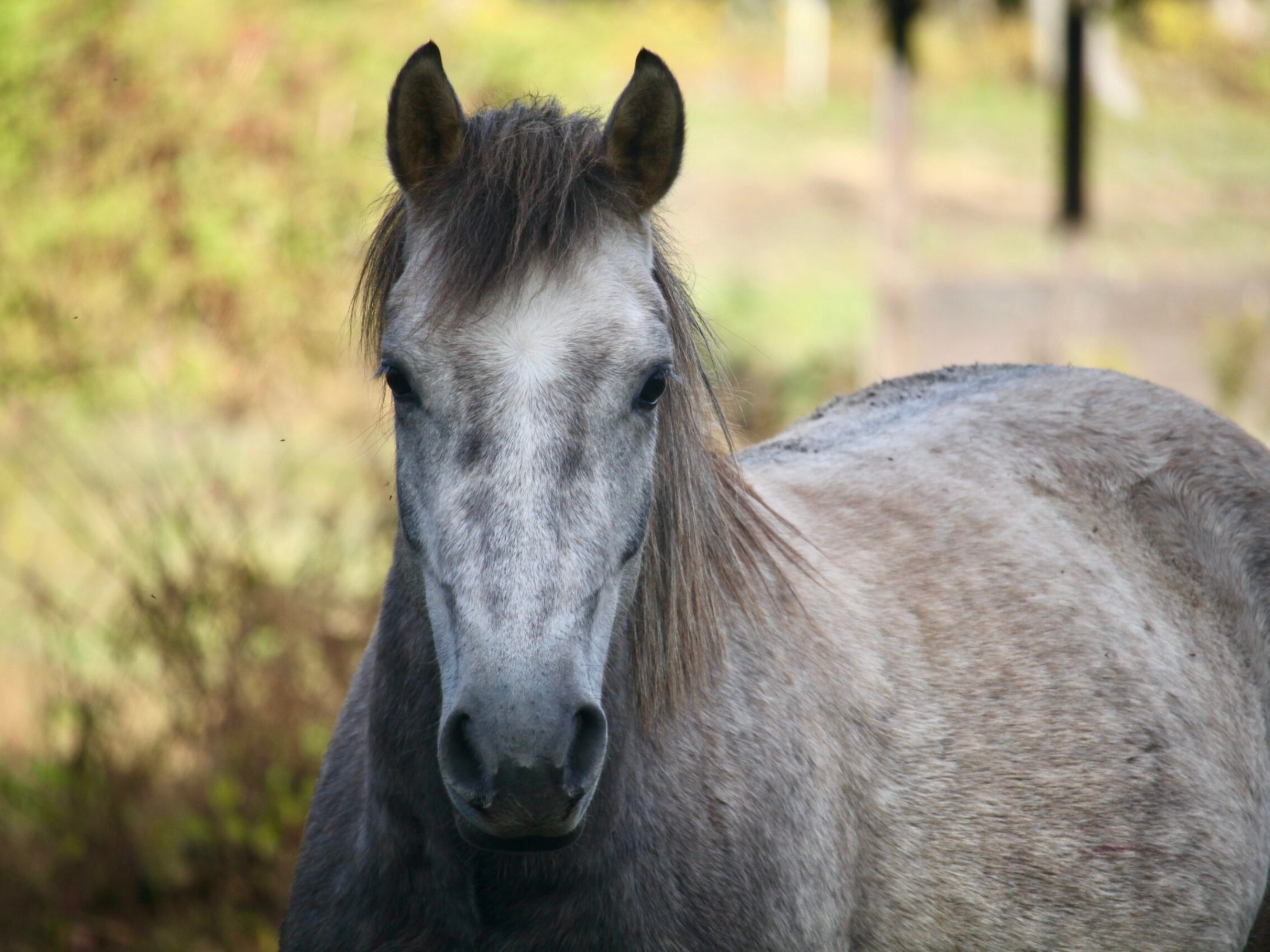 a close up of a horse that is looking at the camera