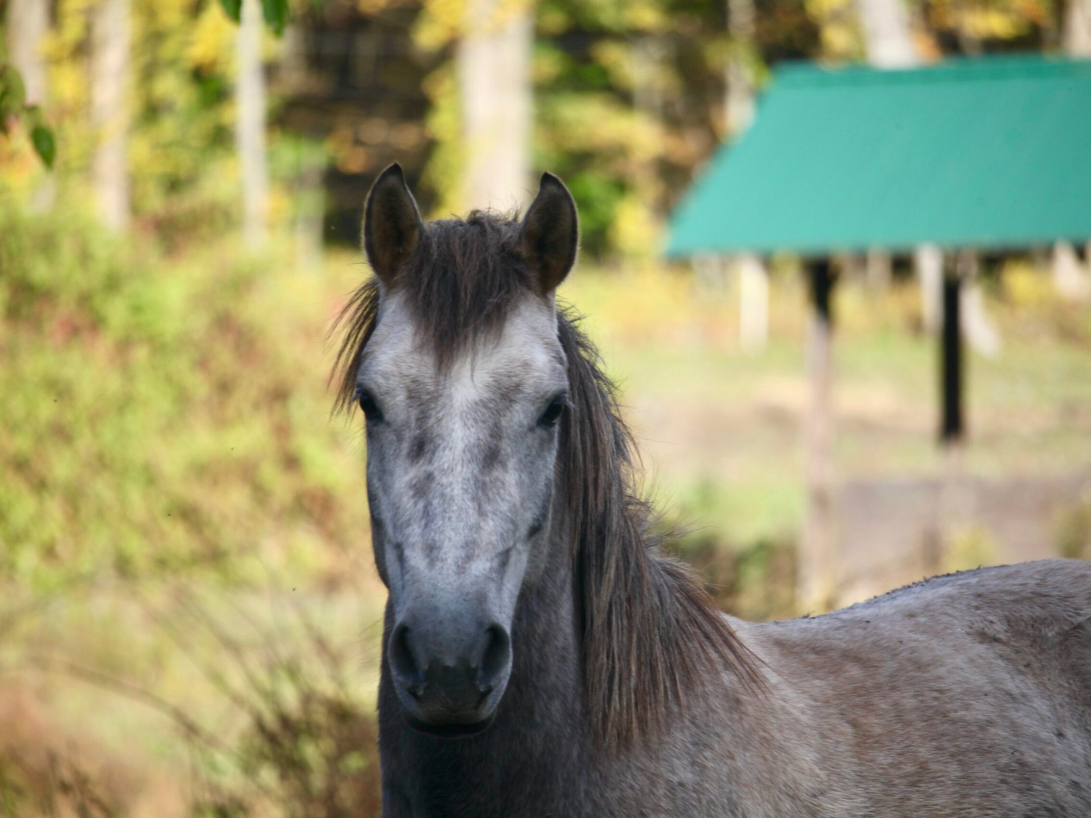 a close up of a horse that is looking at the camera