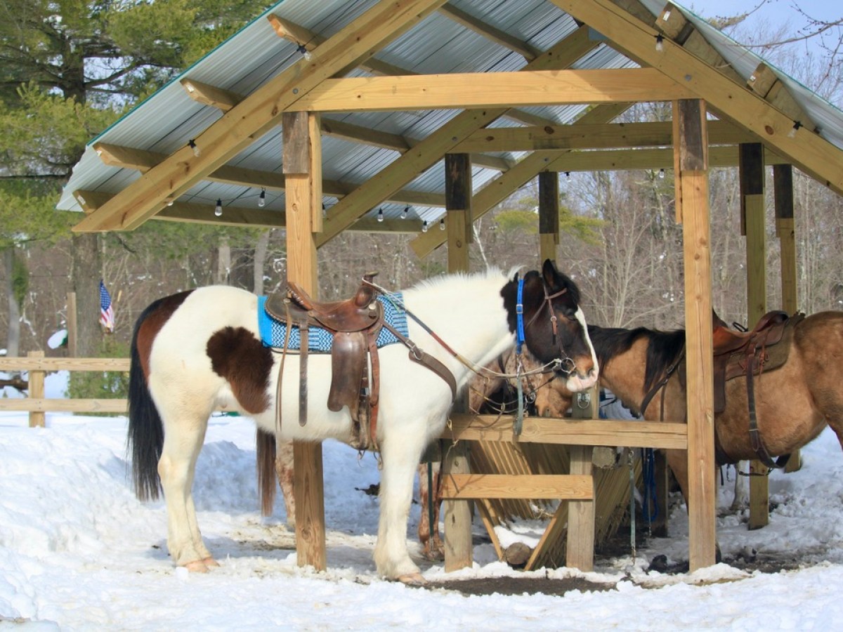 a horse that is standing in the snow