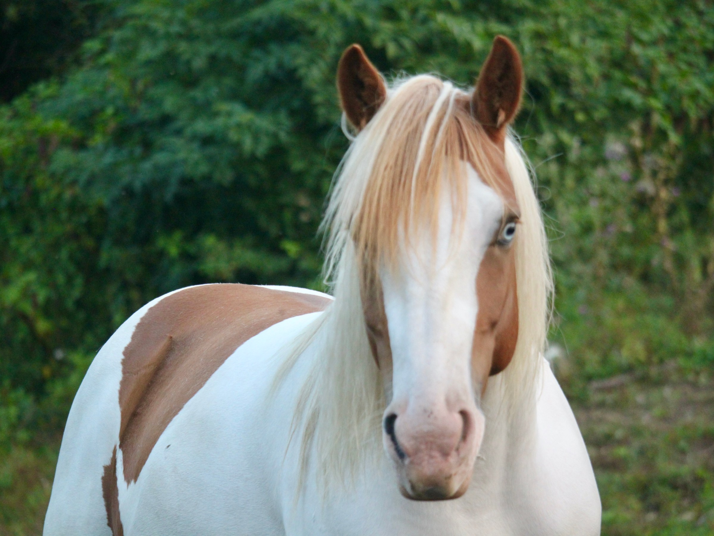 a close up of a horse