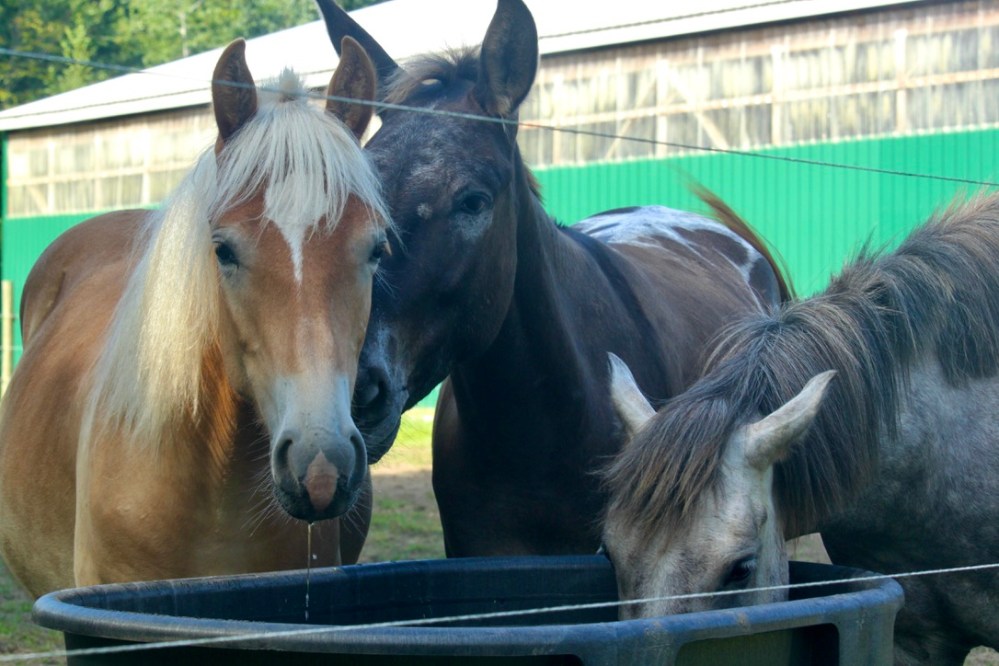 a brown horse standing next to a fence