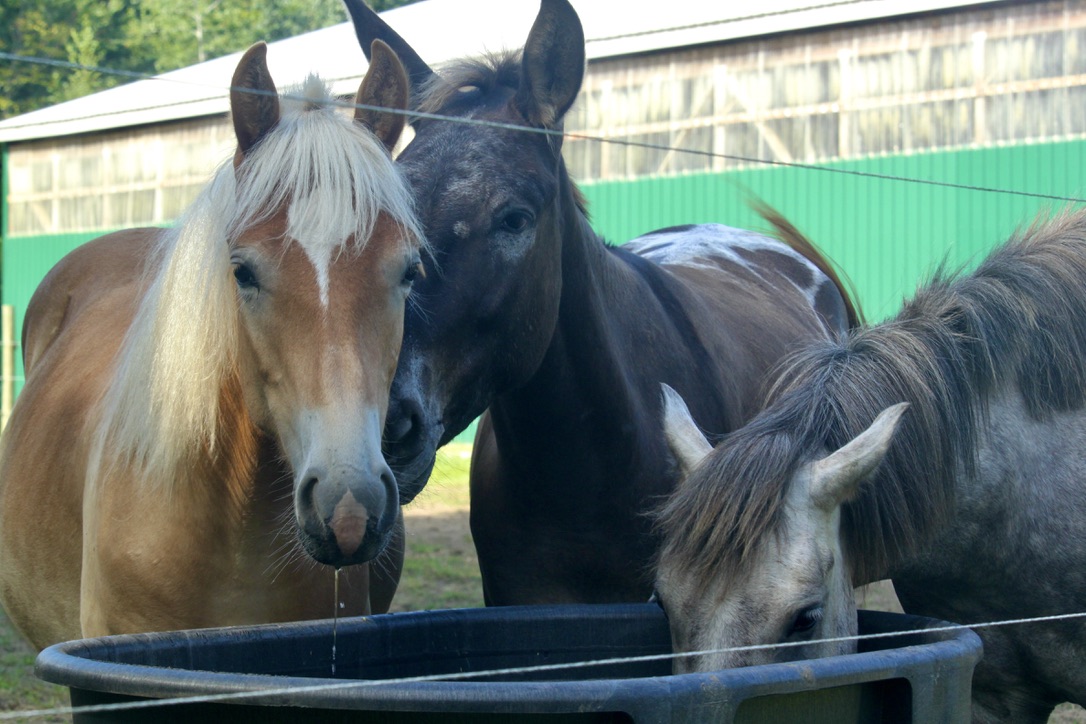 Jazz, Rocky, and Rain: Youngsters at the Ranch a brown horse standing next to a fence