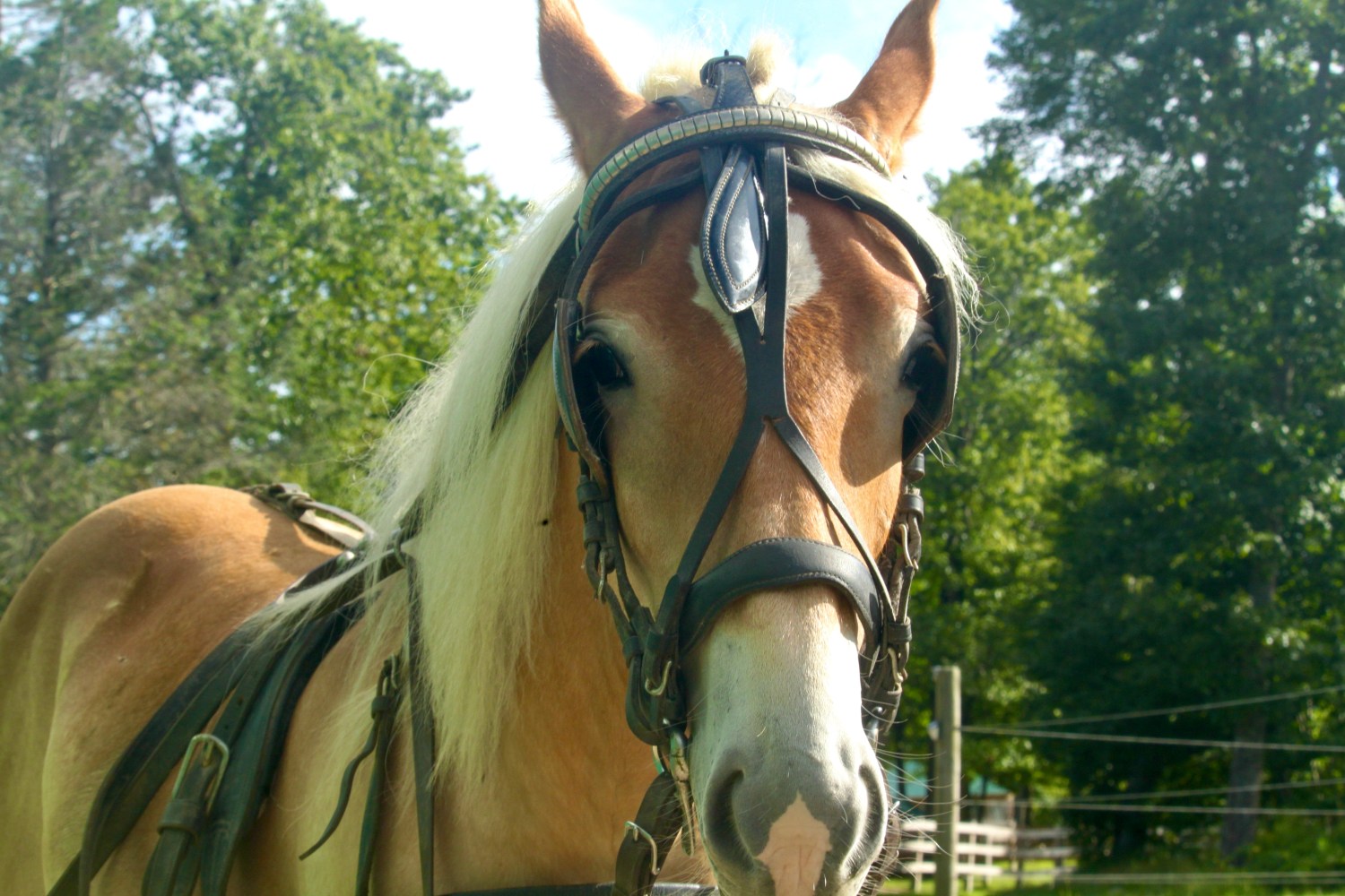 a close up of a horse