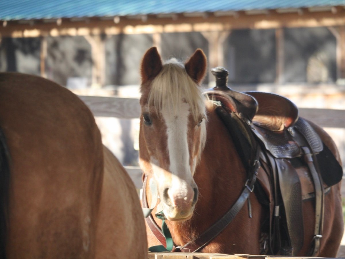Horse with saddle in a sunny, fenced area with a barn background.
