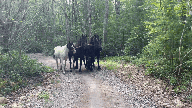 Percherons Walking Summer 2025 Percheron draft horses walking on trail