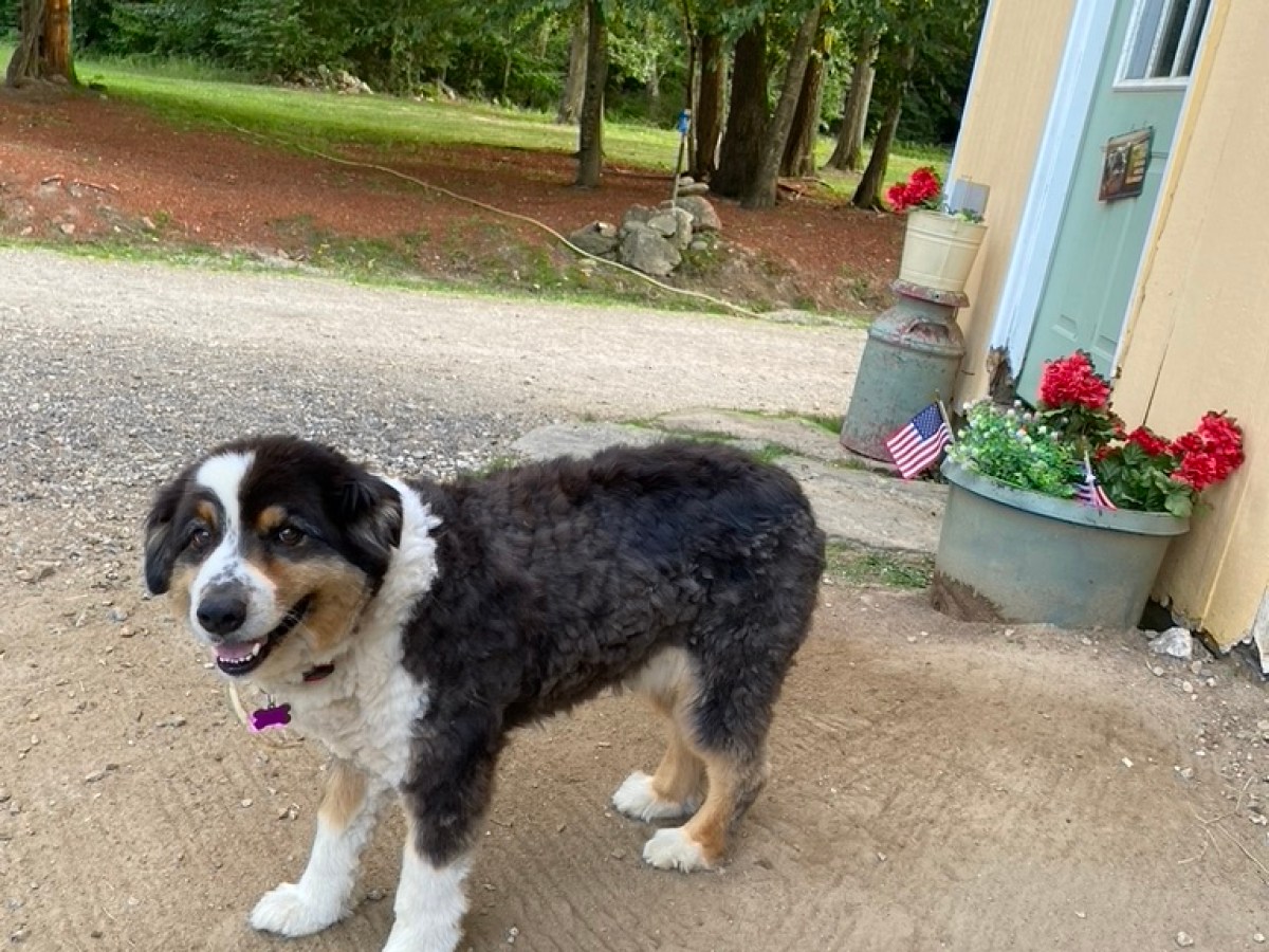 Fluffy dog standing outdoors near flowers and American flags.