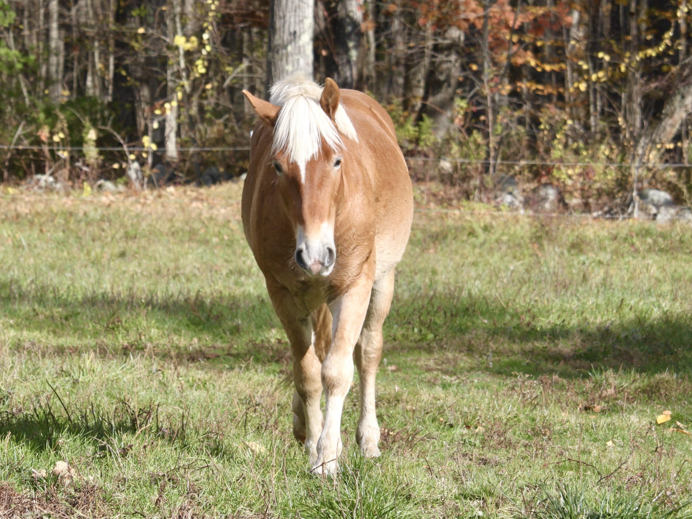 Brown horse standing in a grassy field with trees in the background.